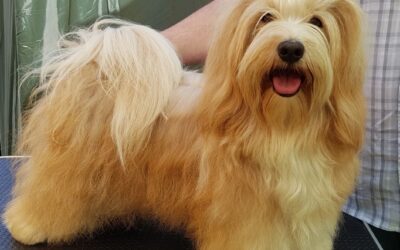 Wir erwarten Havaneser Welpen